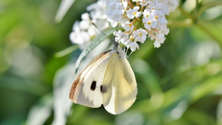 生肖|九月份开始，好运挡不住，美梦成真，无比幸福的4大生肖