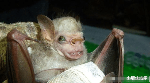 []看起来不同寻常的“诡异”生物，请问是魔法世界来的吗？