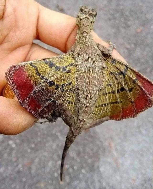 |24张“活久见”生物照，仿佛来自另一个星球