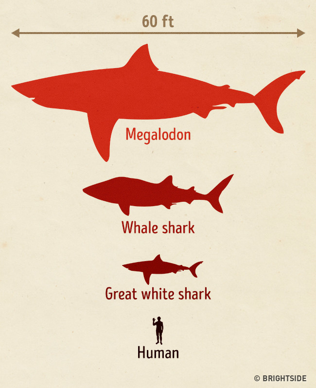 [科学家]这些只能在，传说中听到的动物，真正存在于现实中！