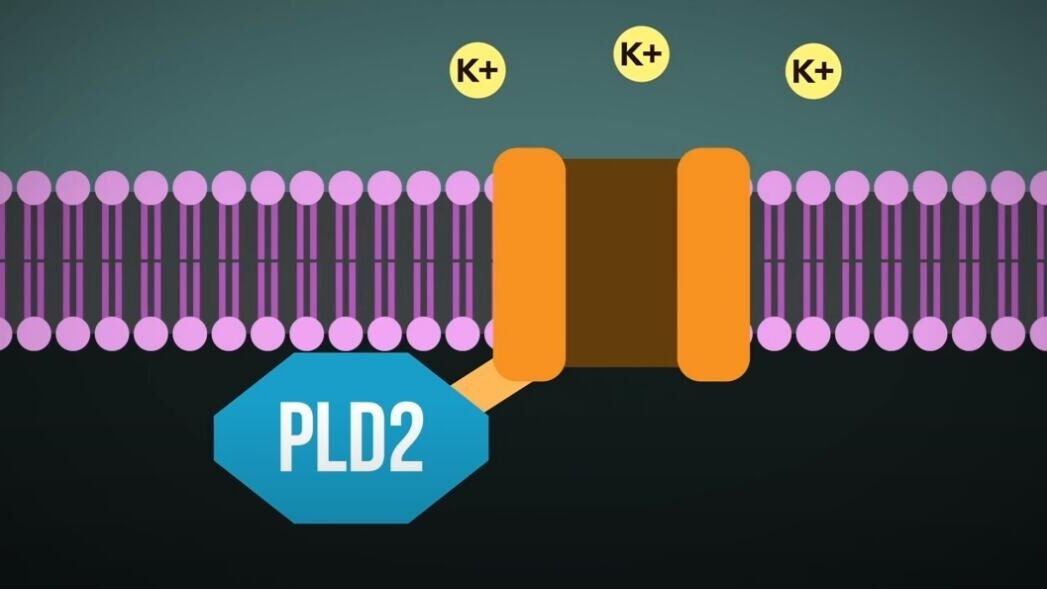 神经元|麻醉剂起作用时，从科学角度讲：你的大脑处于短暂死亡状态！
