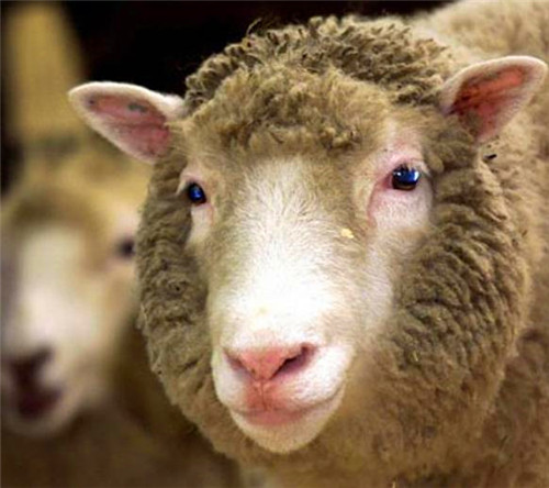 基因@23年前就出现了克隆羊，为何没克隆人？看多莉的下场，你就明白了