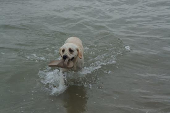 :贪吃小狗和主人踏青垂钓,闻到香味竟然一口咬下鱼钩