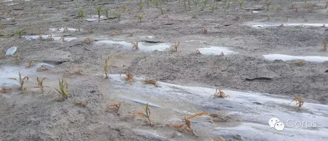 「」土壤的三大“癌症”