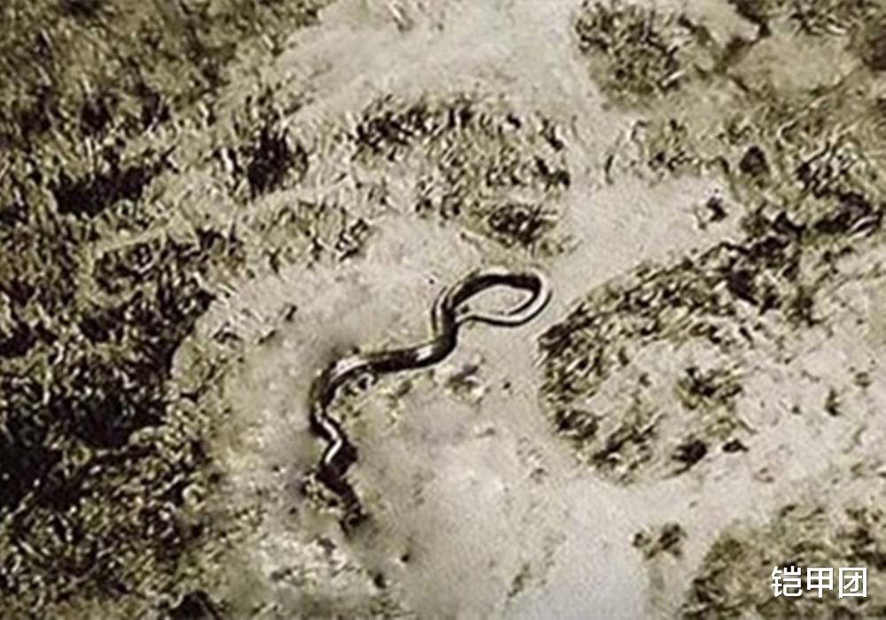 飞行员|飞行员驾机越国境，高空遭遇15米巨型蟒蛇，死后真相成未解之谜