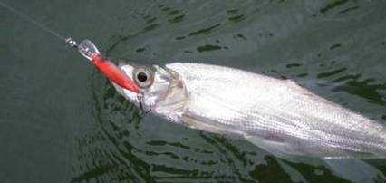 [放生]路亚能钓百斤鱼？你别不信！这种“不择手段”的路亚方式确实可以