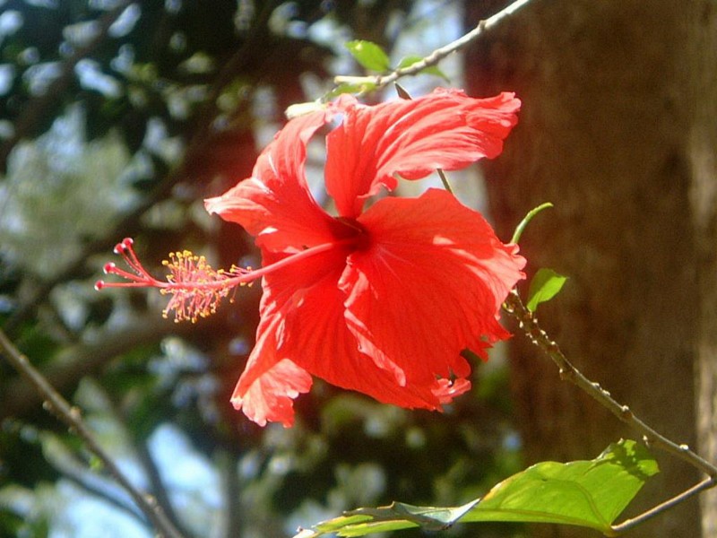 生肖@7月份,姻缘未改,桃花绚烂,有望和旧爱共享专属爱情的四大生肖