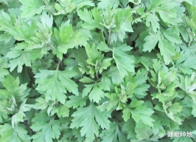 「疾病」家有3年艾,疾病不来扰!艾草若能如此用,3大好处找上门