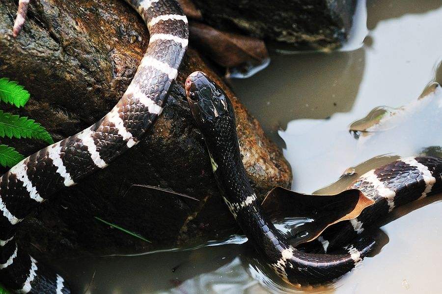 |金环蛇和银环蛇，难道只是颜色不同？其实它们还真是一家子