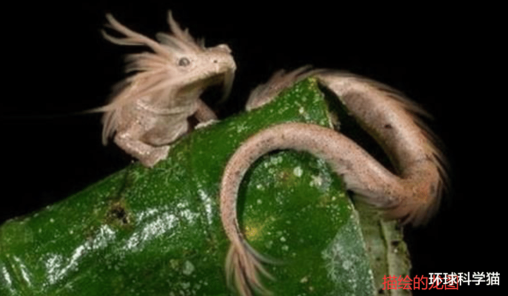 化石|地球上真的从未出现过“真龙”？有何依据？