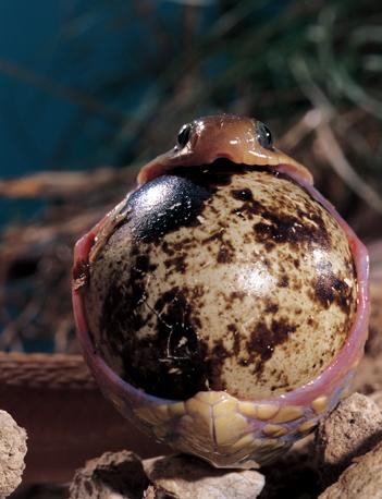 「小凌」食卵蛇委屈，要是有你说的那么简单，我也不会因为吃错东西就死了