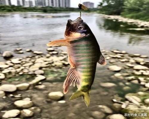 黑鱼|新手学路亚从哪里入手？老钓友带你了解这些路亚的目标鱼！