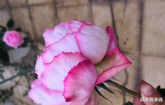 旧爱|5天后，旧爱悔悟，真诚致歉，3星座不再逃避，和前任继续未了情缘