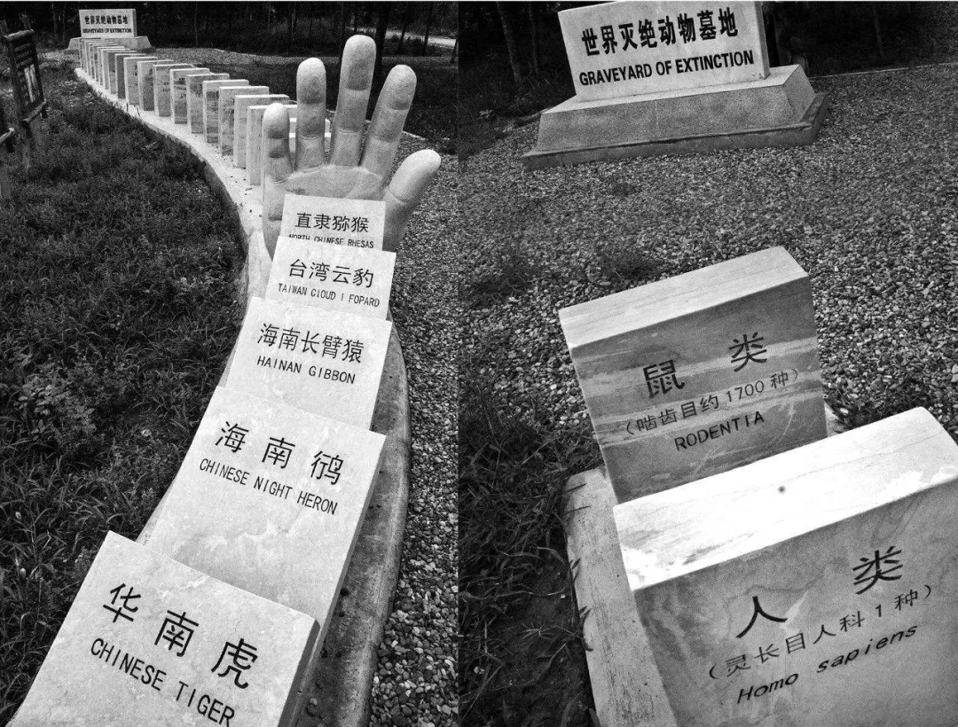 你好吴所畏|“中国最蠢的一群人”,都在这里了