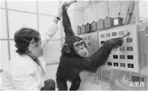 猩猩|为验证人和猩猩能否有后代，亲身“实验”的女科学家，结果怎样？