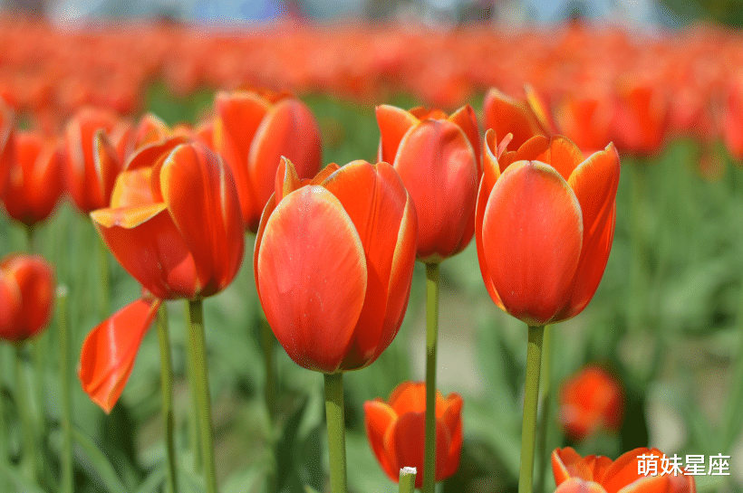双鱼座|未来两周内，这4大星座无论爱情还是事业，都会有很大的突破
