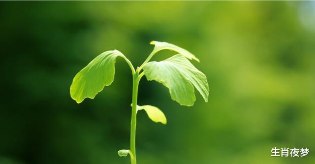 生肖|8月，爱得痴迷，恋得真心，3生肖留恋着，幻想着，希望破镜重圆