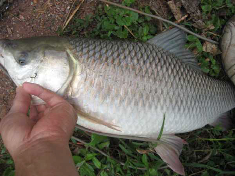 |上钩时拉力大,逃窜猛,这三种鲮鱼该怎么钓?给你一些参考