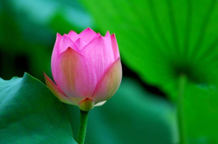 处女座|10月下旬开始好运连连，财运如虹，心想事成的四大生肖