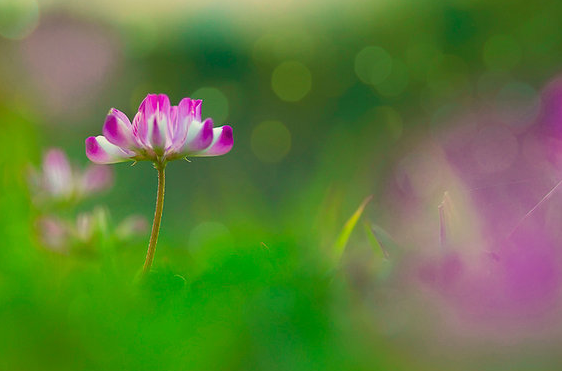 『运势』在6月中旬，4属相吉星高照，运势顺遂，好运源源不断