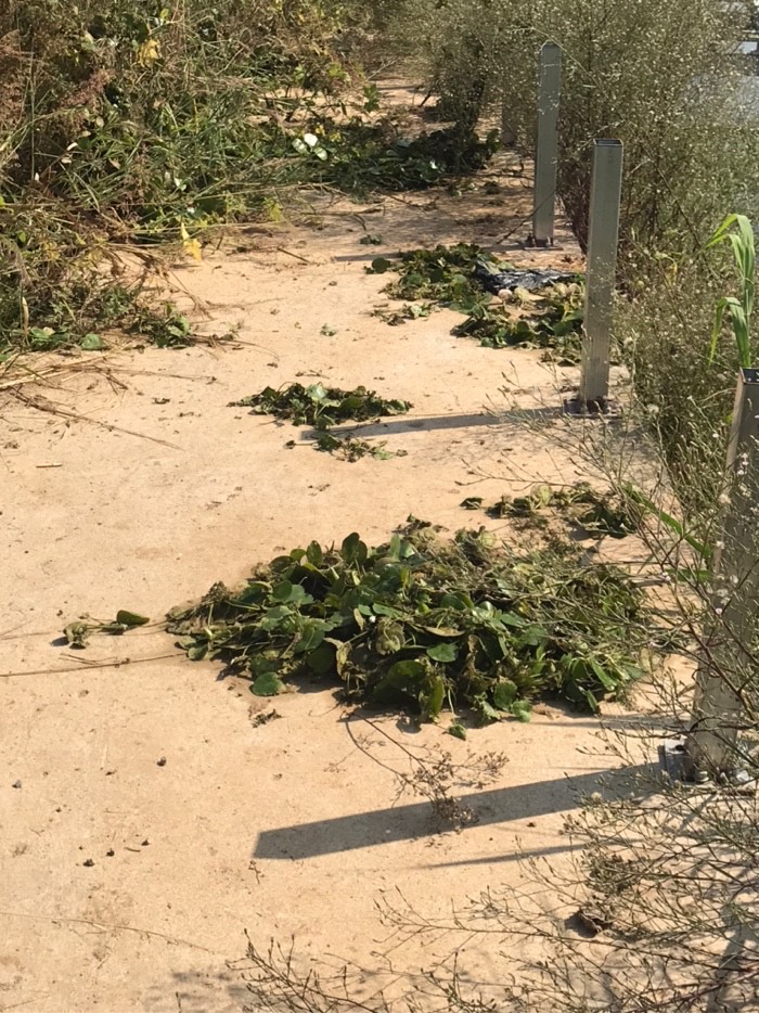 鲫鱼|早上鱼口不错\uD83D\uDC4D，可惜鱼杆断了