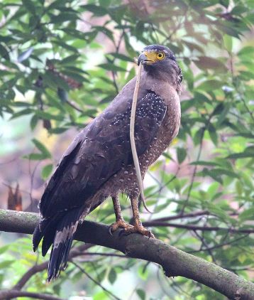 『蜜獾』蛇类虽然可怕,但绝不属于食物链顶端,盘点蛇类的十大克星!