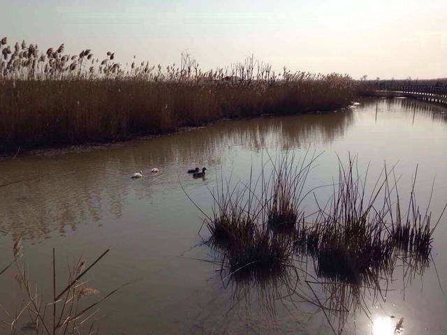 饵料|秋寒水冷，夜钓无口，是没鱼还是鱼不开口