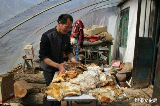 锵锵文史局 东北农民捡140斤太岁，卖了300万，后来凭养鸡又入百万