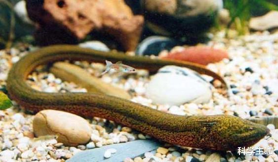 |“望月鳝”这种剧毒之物,现实中究竟存在吗?它和黄鳝有何区别?