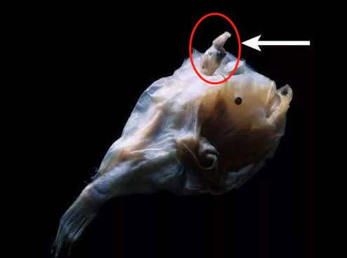 后代@世界最残忍的雌性物种，一生都在找对象，一次最多拥有8个配偶