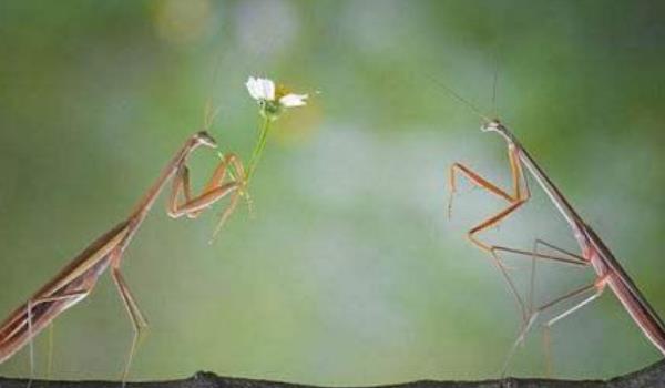 蜘蛛▲为什么螳螂交配后，母的要把公的吃掉？看完原因才知这父亲真伟大