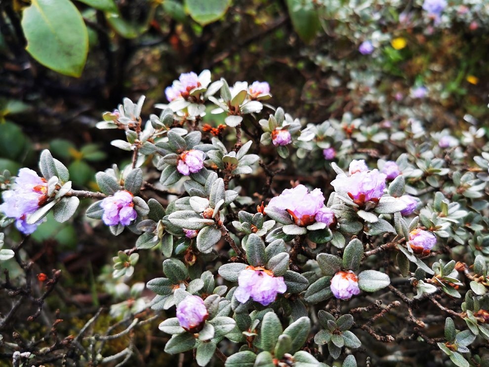海螺沟：醉美川西！康定至海螺沟赏瀑布遗憾没能见着贡嘎雪山