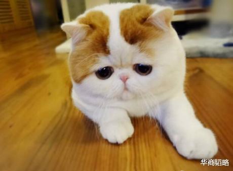 王府井|王府井内幕交易再让“中国最悲催庄家”出圈，牛市坐庄巨亏7个亿