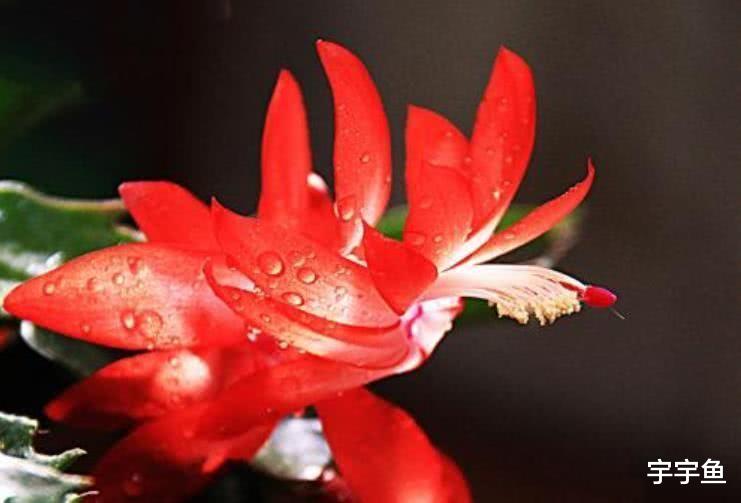 生肖|9月开始财运蒸蒸日上,迎来曙光,事业扬眉吐气的四大生肖