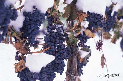 葡萄园：冰酒二三事
