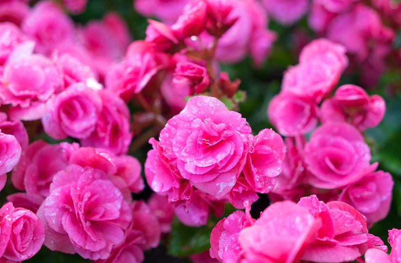 结婚|9月份期间，缘分与桃花享受甜蜜，喜结良缘快结婚的4大生肖！