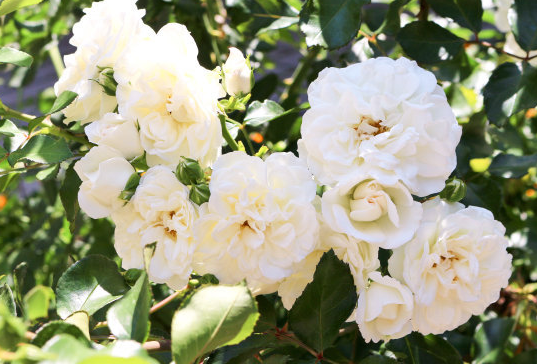 ##6月开始横财大发，4属相咸鱼翻身，生活越来越好，人缘越来越广