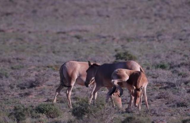 物种入侵|中蒙边境惊现“神秘物种”，阵势浩荡，专家：至少有6000只