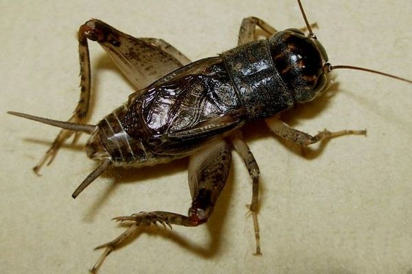 []长大了就吃掉自己的脑子，为了营养敢对自己下口的动物，你知道吗