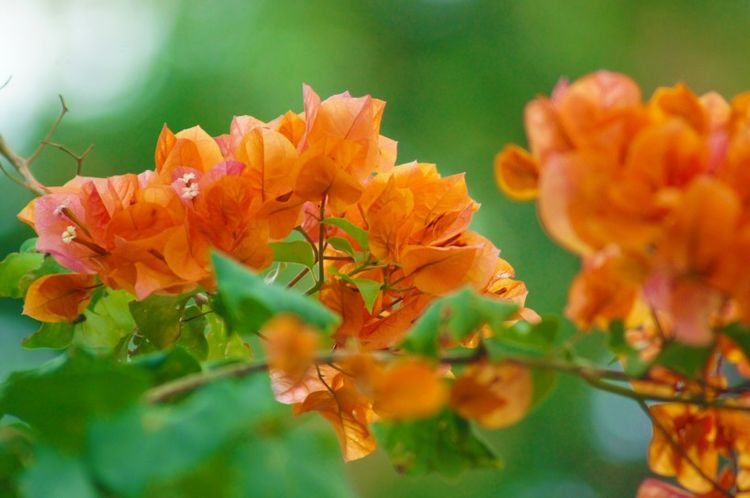 生肖|九月份之内，好运连绵，清楚烦心事，心想事成的4大生肖