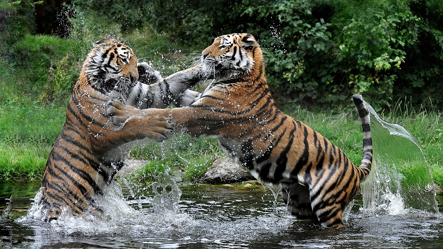 孟加拉虎|有人说东北虎体型比孟加拉虎大,但打不过孟加拉虎,真的吗?