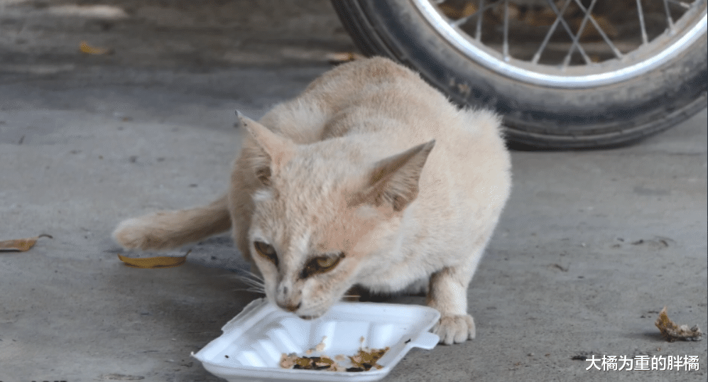 老橘猫疲惫地趴在桌上，食物被小狗吃了大半，它却心有余而力不足