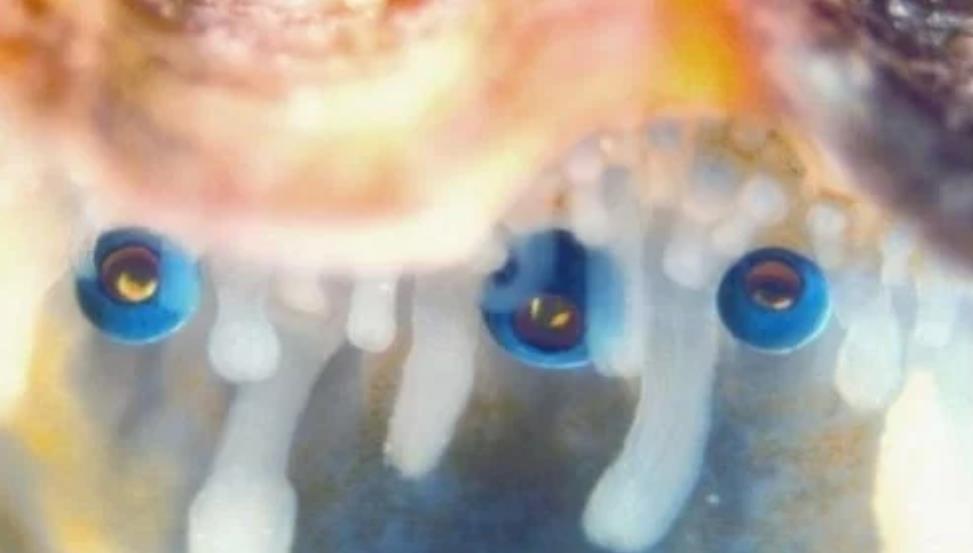 『科学家』扇贝有200多只眼睛,结构比人眼复杂,它们眼中的世界是怎样的