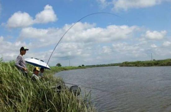 #死水#夏季这样钓鲫鱼，一小时连上13条