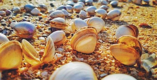 贝壳|阿里投资易居，意在抗衡贝壳及背后的腾讯，这事网友怎么看？