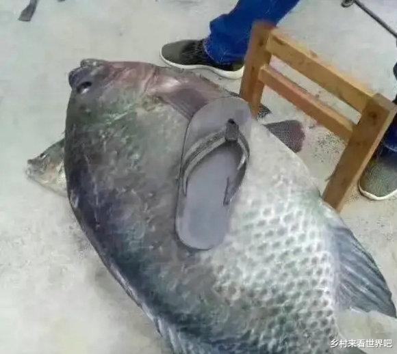 罗非鱼|二十年前的初代罗非鱼？广西钓鱼人水库钓起“30斤罗非鱼王”