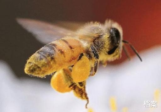 |这3种动物的天敌就是自己，迟早会被自己“杀死”，这是为何？