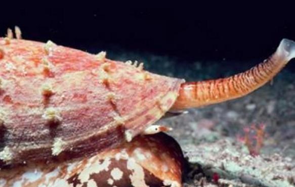 毒液|常见的鸡心螺,为什么能跻身海洋十大杀手之列?