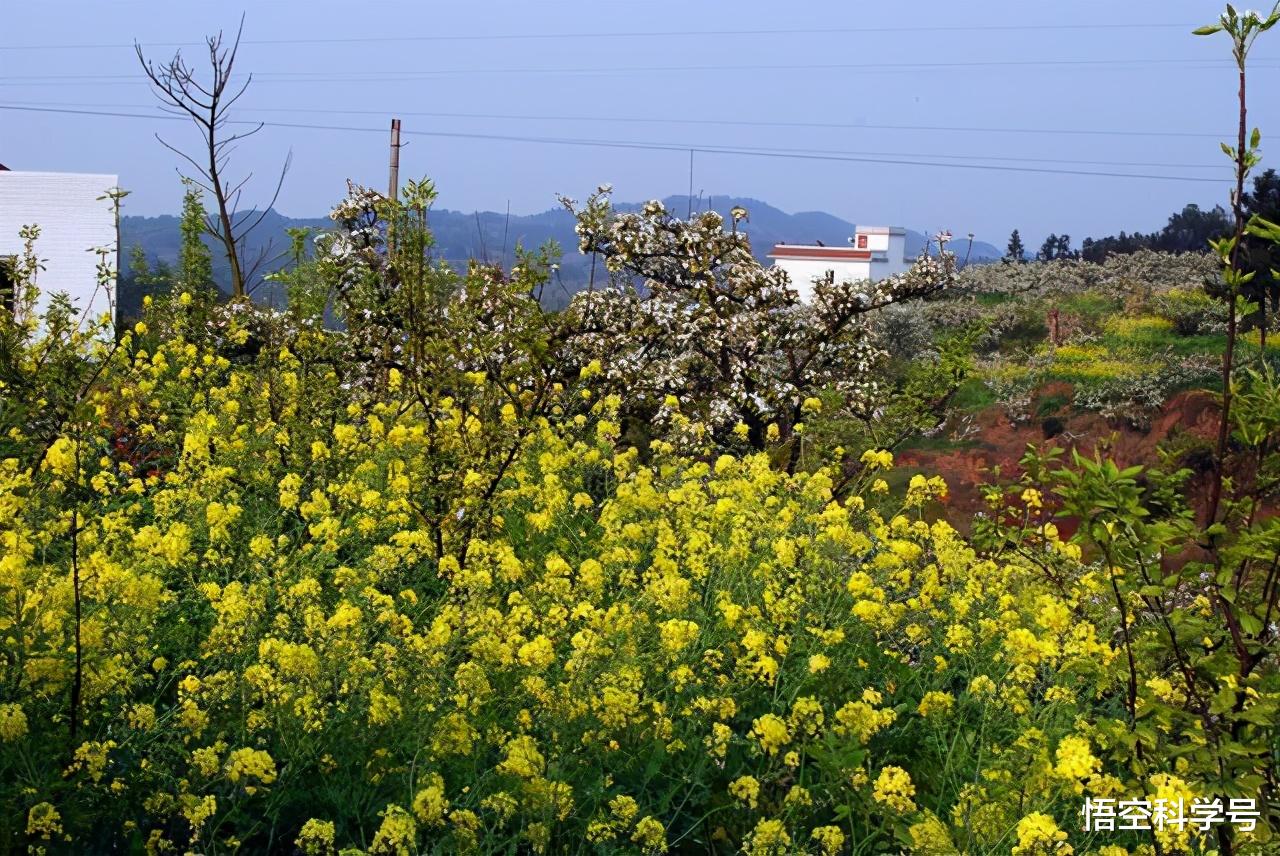 蟒蛇|蛇最怕什么药会闻到就跑?哪里蛇最多?