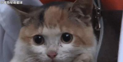 猫咪被困下水道数月，好心人终将其救出：这么可爱，跟我回家吧！